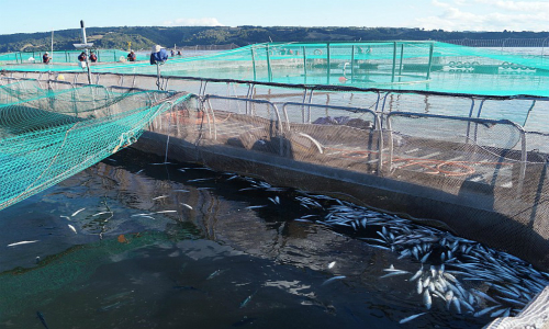 Fetrapes recurre de protección por trabajadores que retiran salmones