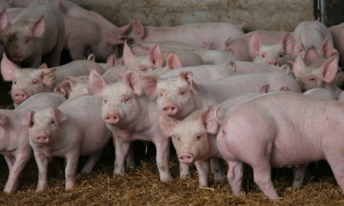 Vecinos piden revocar el RCA de plantel porcino que consiste en 10 mil madres
