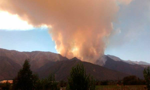 Botánico explica por qué es tan terrible el incendio de los cipreses