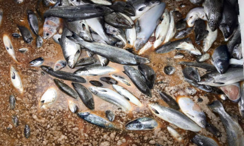 Fiscal y vertimiento de Salmones: Estamos ante una compleja investigación ambiental