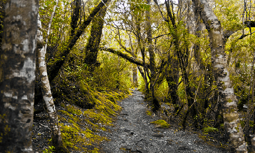 Catastro revela que hay 580.000 hectáreas de bosque nativo para bioenergía en Región de Los Ríos