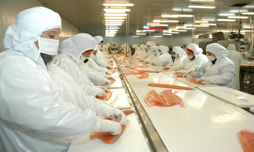 Salmonicultoras noruegas responsabilizan a Chile por baja en producción