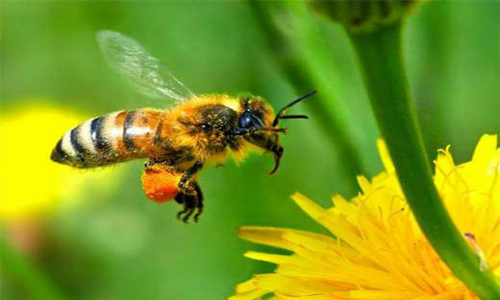 Anualmente muere más de la mitad de las abejas de la zona central