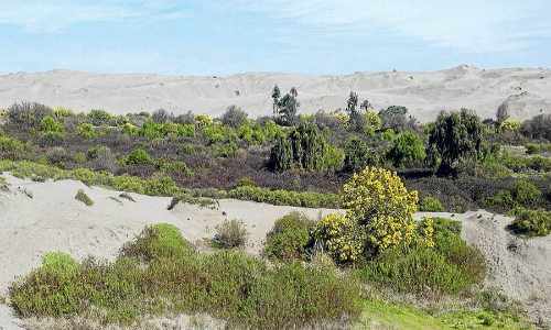 Contraloría ordena revocar permisos de megahotel en las dunas de Ritoque
