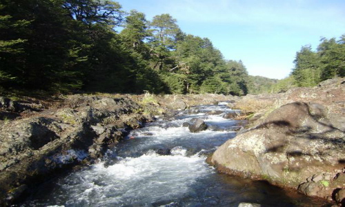 Triunfo ambientalista: Desisten construcción de proyecto hidroeléctrico Alto Cautín