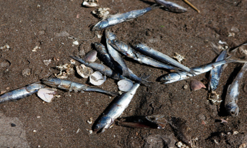 La inexplicable varazón de anchovetas en Mejillones
