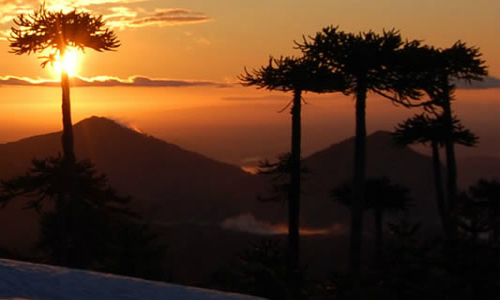 Inquietud por conservación de la Araucaria abre debate por posible veda a la extracción del piñón