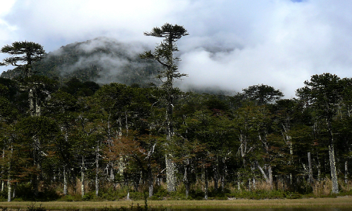 Ingenieros forestales piden al Gobierno actualizar el estado de la araucaria