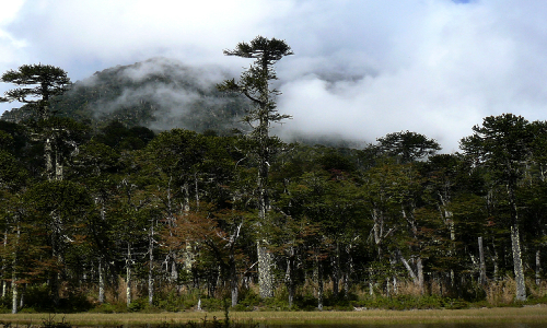 CONAF e investigadores dan a conocer avances en la detección del agente causal del daño foliar de araucarias