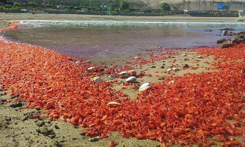 Varazón de langostinos sorprende a ariqueños