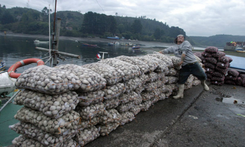 Marea Roja: La historia y los efectos que está causando este fenómeno en las costas de Chiloé