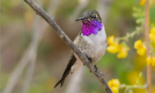 Las dos especies de aves más amenazadas del país: Rayadito de Más Afuera y picaflor de Arica