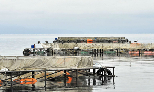 Piscicultura es sancionada por impactos ambientales en La Araucanía