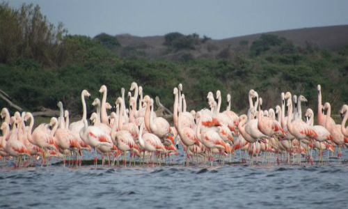 Pescadores emprenden proyecto de observación de aves en el río Mataquito