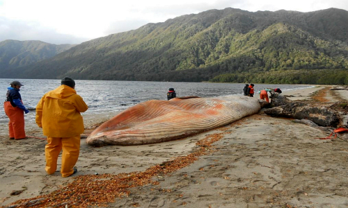 Sobrevuelan nuevo varamiento masivo de ballenas en la Patagonia Chilena