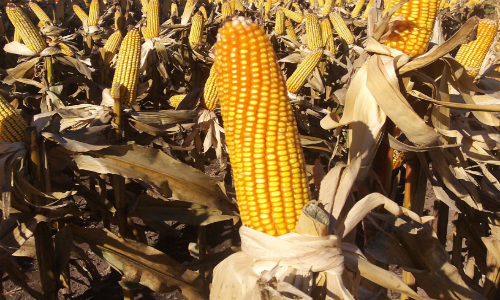 EE.UU. se topa con efectos inesperados del uso de biocombustibles