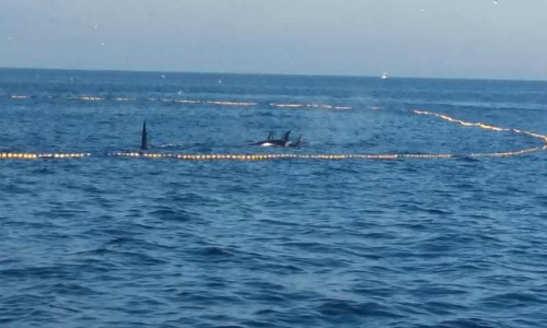 Barco artesanal pierde toda su pesca por liberar a orcas atrapadas