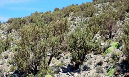 El extremo superior del Norte Grande tiene más vegetación que desierto