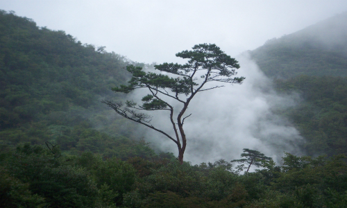 Ministros de Alianza del Pacífico evalúan crear el “MILA” de los bonos de carbono