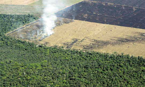 FAO: Agricultura comercial generó casi el 70 % de la deforestación en América Latina