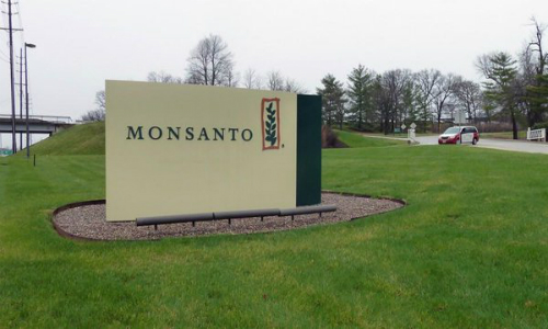 Recomiendan aprobar millonario proyecto de semillas transgénicas de Monsanto