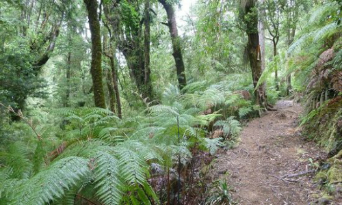 Exigen protección para los bosques antiguos que existen en la costa valdiviana