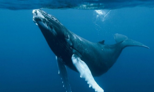 Chile: Comisión de Pesca oficiará a Cancillería por caza de ballenas de Japón