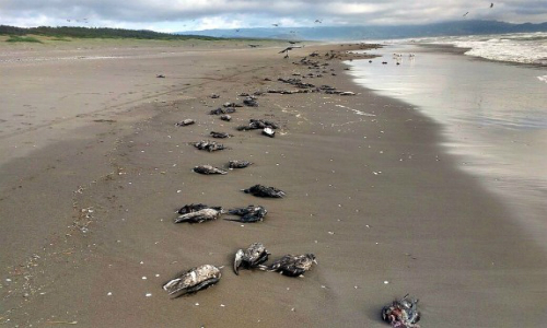 Dos mil aves aparecieron muertas en playa de Toltén