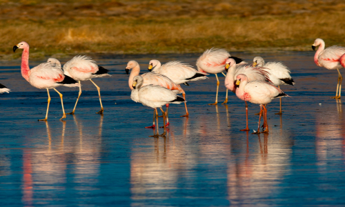 Extracción de litio en Atacama abre debate sobre el futuro de los flamencos de la zona