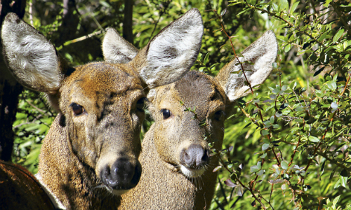 Conaf anuncia posible presencia de enfermedad en huemules en Parque Nacional Torres del Paine