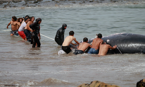 Con una minga lograron devolver al mar a ballena varada en Arica