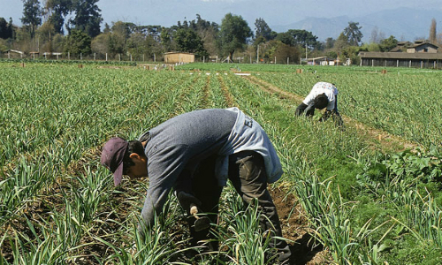 V Región: agricultura caería un 40% por efecto del cambio climático