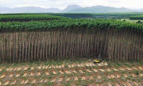 Consejo de Política Forestal discute nuevo protocolo para regular plantaciones