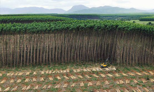 Comunidad científica experta en ecología se lanza en picada contra plantaciones forestales