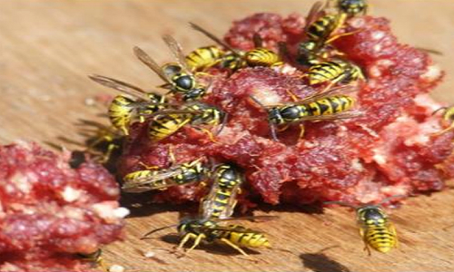 La exitosa receta con que se controla a las avispas chaqueta amarilla en áreas protegidas