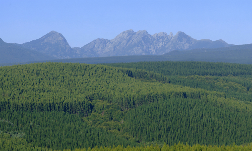 Senadores piden priorizar proyecto del Servicio Forestal y creación de nuevos instrumentos de forestación nativa