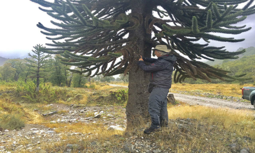 Expertos advierten que hongos estarían entre las posibles causas de muerte de araucarias