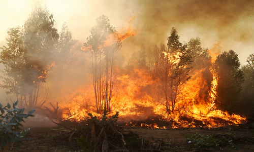 El extremadamente escaso bosque de ruil sobrevivió al megaincendio del Maule