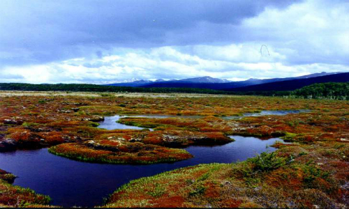 Extrayendo el musgo de las turberas de Aysén: Una peligrosa tierra de nadie