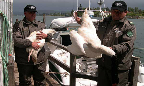 Reportaje de TV: Fallo Histórico – La muerte de los cisnes