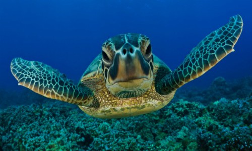 Todas las especies de tortugas marinas en Chile están con algún peligro de desaparecer