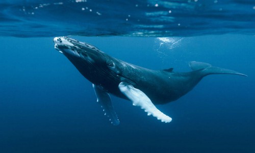 Día Mundial de los Océanos: Nuestros océanos, nuestro futuro