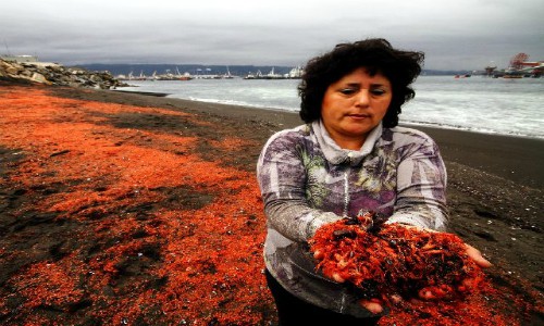 Formalizarán a 3 funcionarios de Enel tras investigación por contaminación en Bocamina