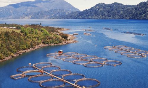 Contraloría podría poner en riesgo de caducidad a unas 400 concesiones de salmones en el sur