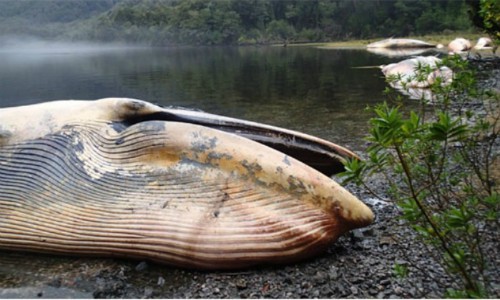 Expedición científica descubre nuevas ballenas muertas en el sur de Chile