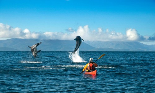 Magallanes: Buscan intensificar la protección del área marina Francisco Coloane