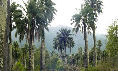 Analizan estado de conservación y herramientas de protección de la palma chilena