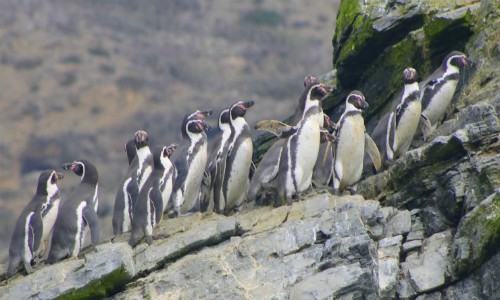 Tiemblan los pingüinos de Humboldt: Suprema aprueba proyecto portuario Cruz Grande