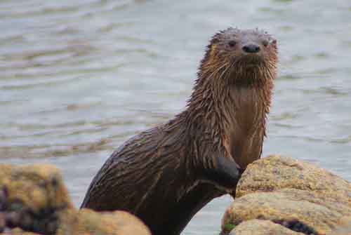 Especies protegidas en islas Choros y Damas se recuperan en la última década