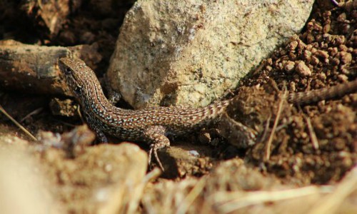 Las zonas urbanas interfieren en la evolución de las especies